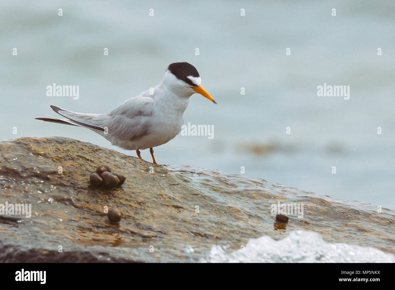 Mindestens Tern sorgfältig beobachtete, wie die Flut, wie die Wellen auf seiner Stange waschen. Stockfoto