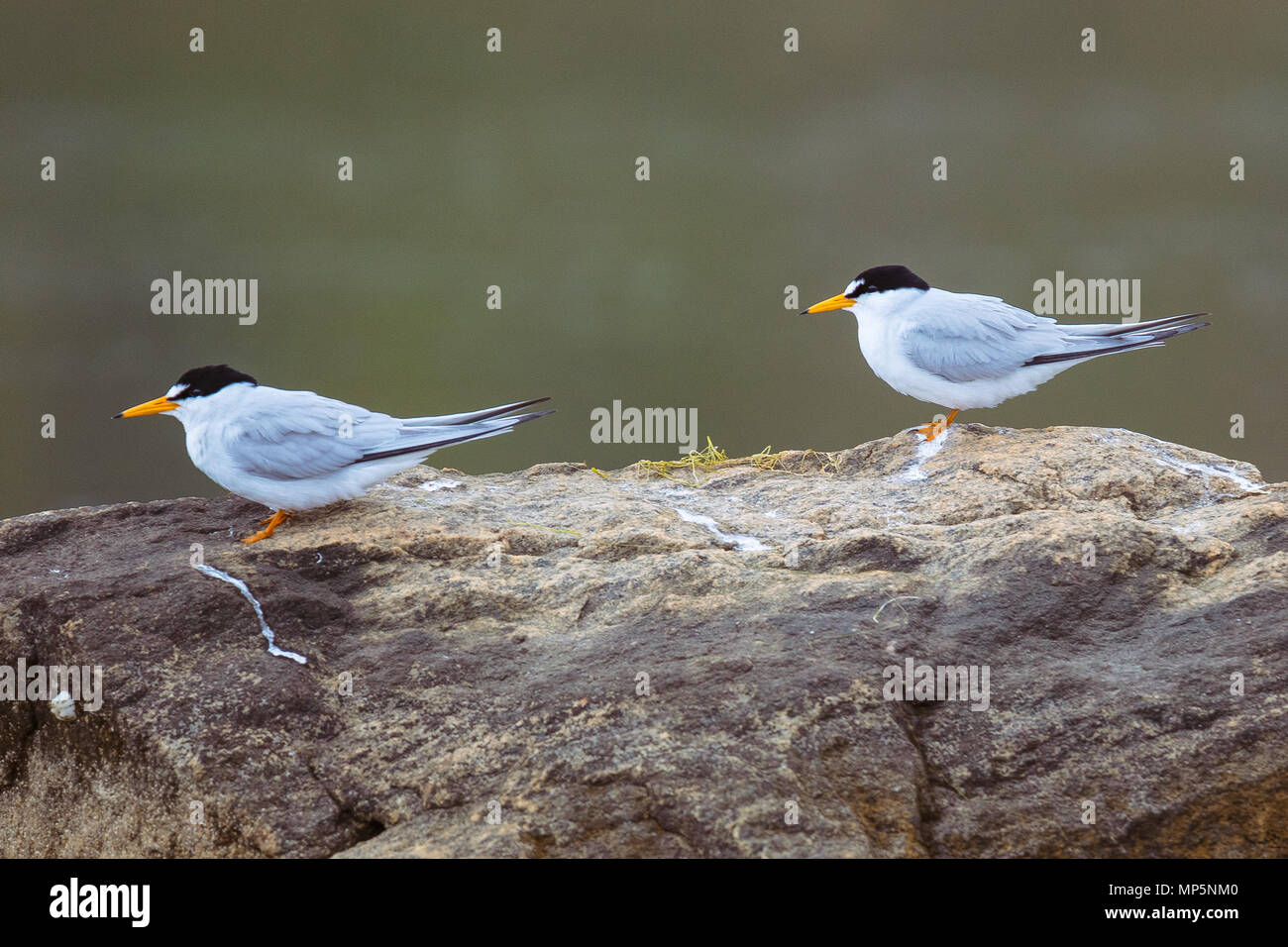 Ein paar Mindestens Seeschwalben. Stockfoto