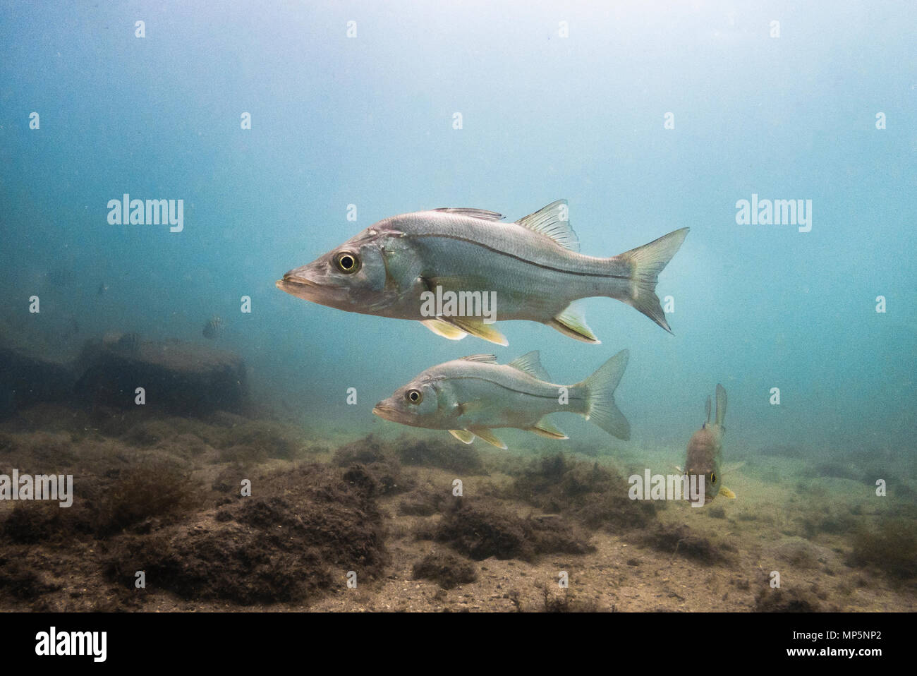 Fat Snooks (centropomus Parallelus) aus Ilhabela, Brasilien Stockfoto