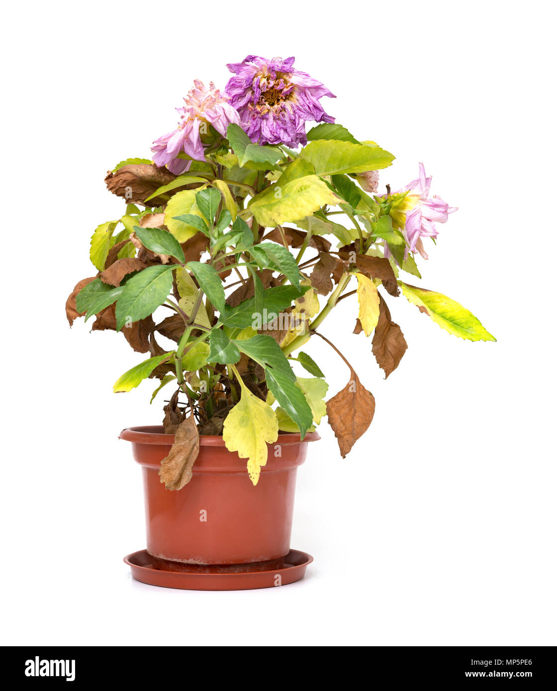 Rosa Pfingstrose Paeonia lactiflora Anlage oder auf weißem Hintergrund verblasst Stockfoto