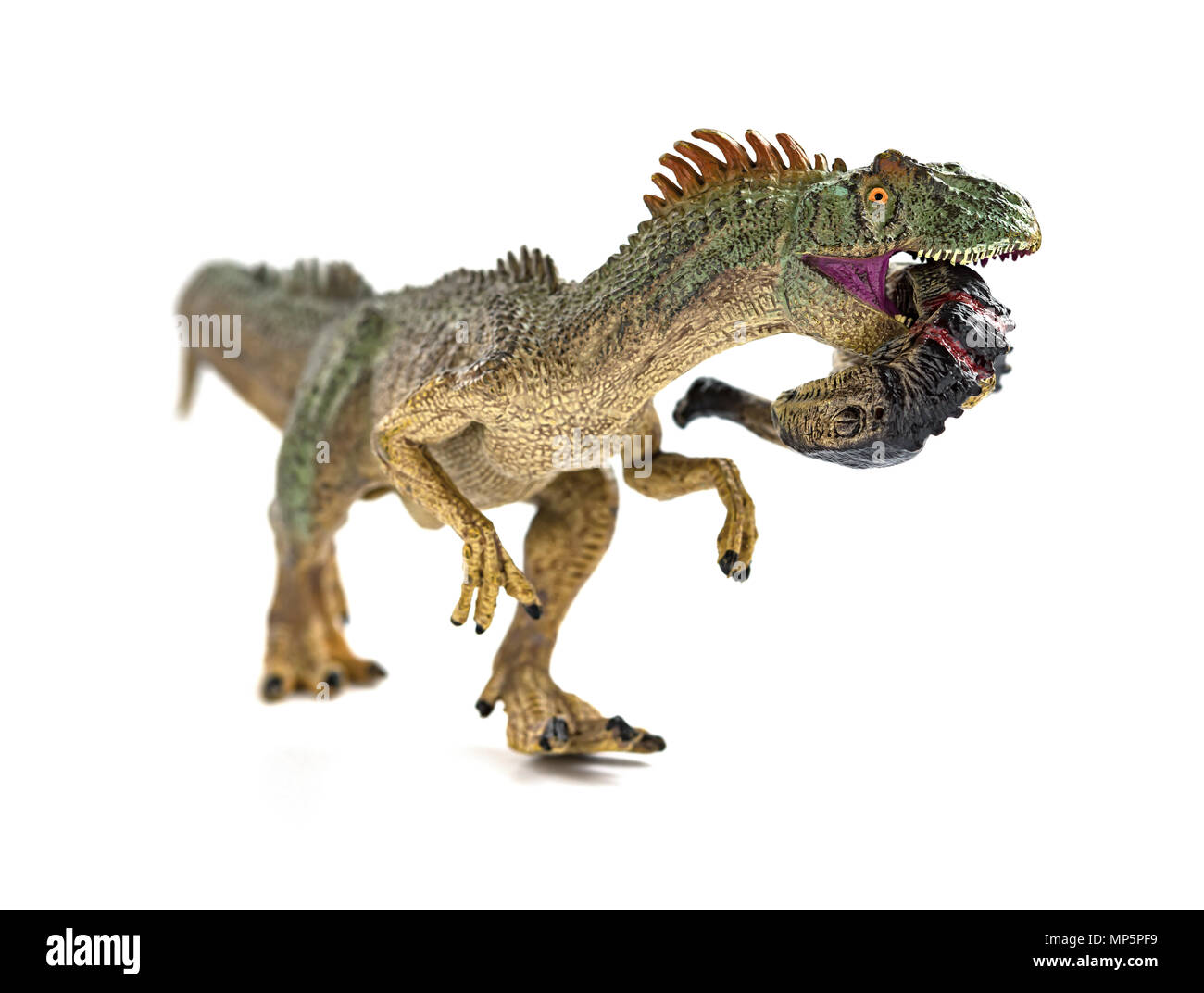 Allosaurus beißen ein Dinosaurier Körper mit Blut auf weißen Stockfoto