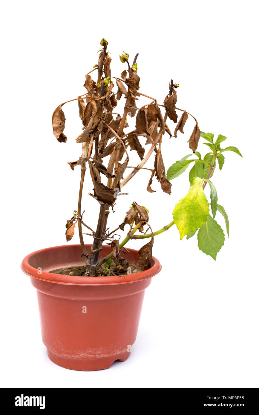 Rosa Pfingstrose Paeonia lactiflora Anlage oder auf weißem Hintergrund verblasst Stockfoto