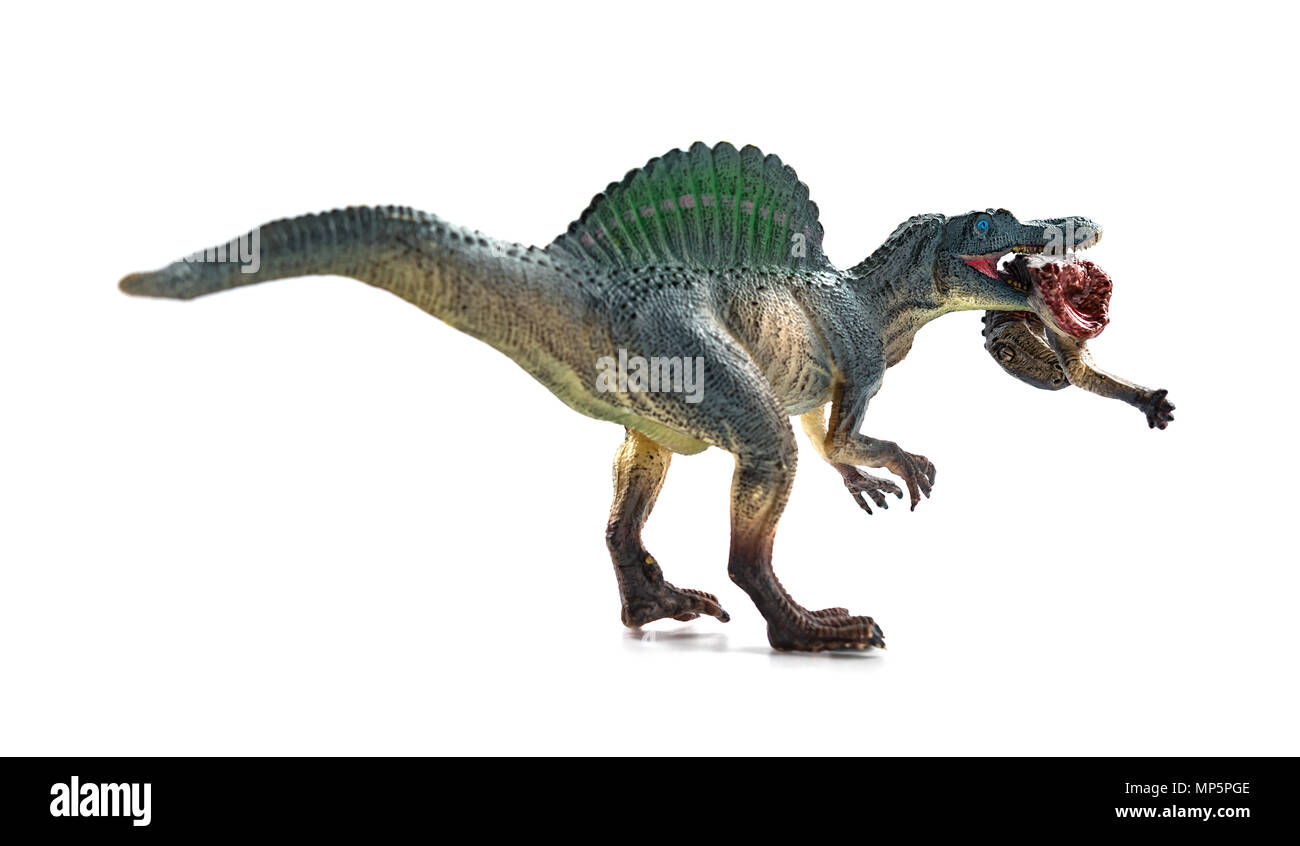 Spinosaurus beißen ein Dinosaurier Körper mit Blut auf weißen Stockfoto