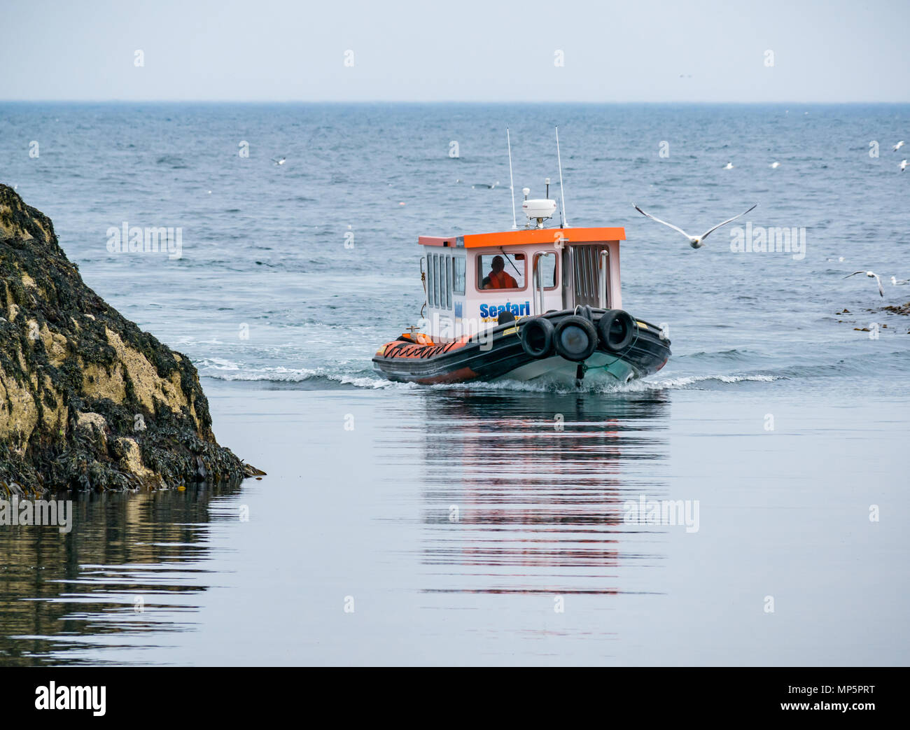 Seafari Rigid Inflatable touristische Boot nähert sich der Insel kann in ruhigem Wasser, Scottish Natural Heritage Naturschutzgebiet, Schottland, Großbritannien Stockfoto