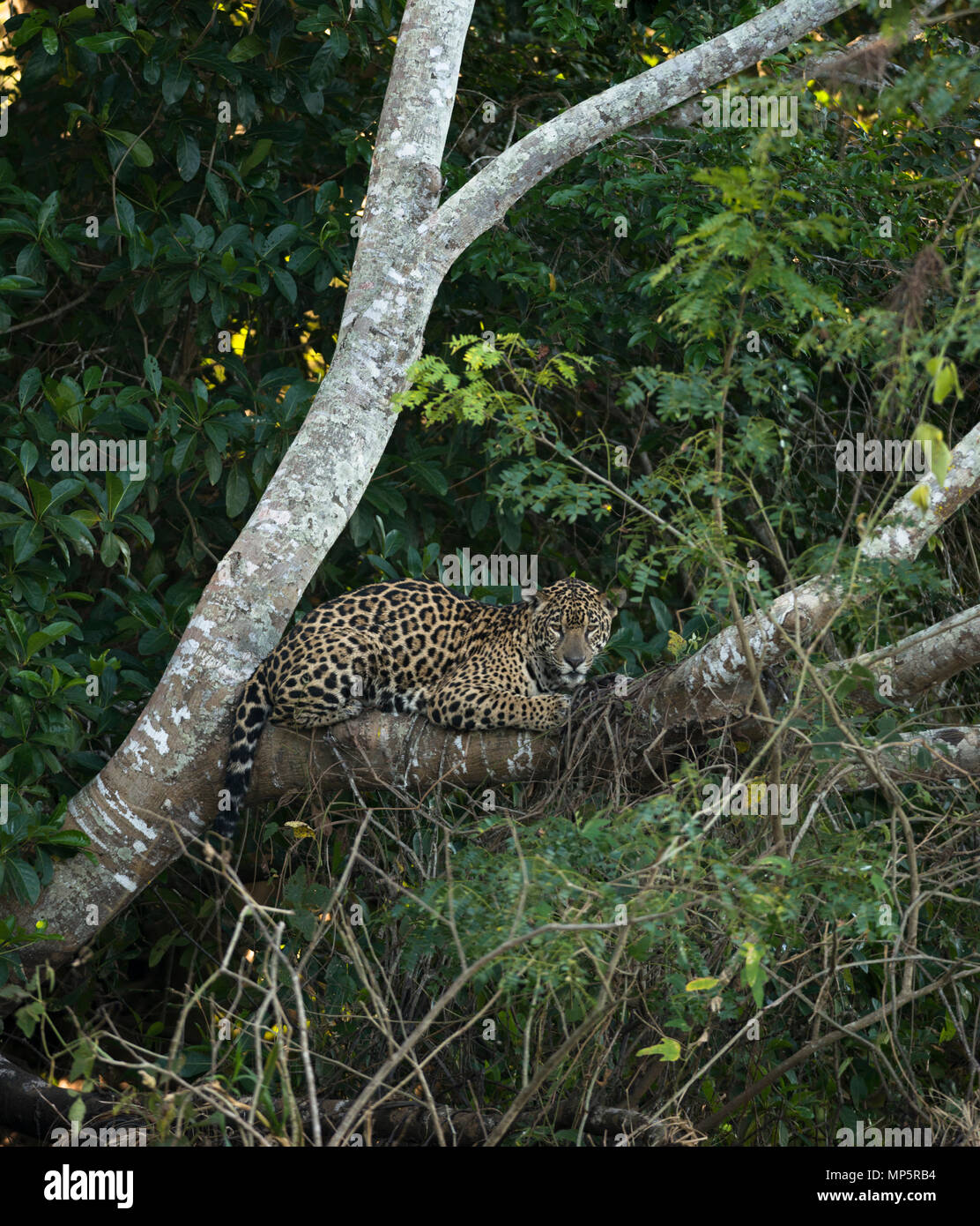 Ein Jaguar ruht auf einem Baum im Norden Pantanal, Brasilien Stockfoto