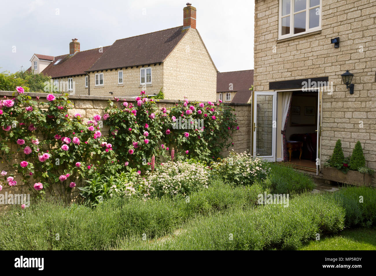 Ausgiebige rosa Kletterrosen auf der Gartenmauer eines modernen Haus auf einer Entwicklung Stockfoto