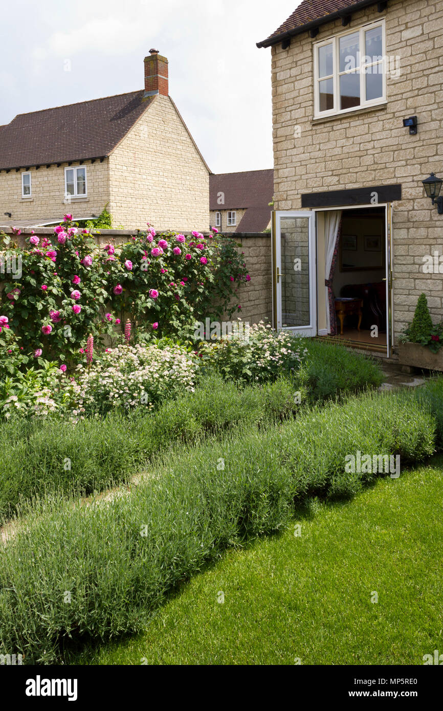Ausgiebige rosa Kletterrosen auf der Gartenmauer eines modernen Haus auf einer Entwicklung Stockfoto
