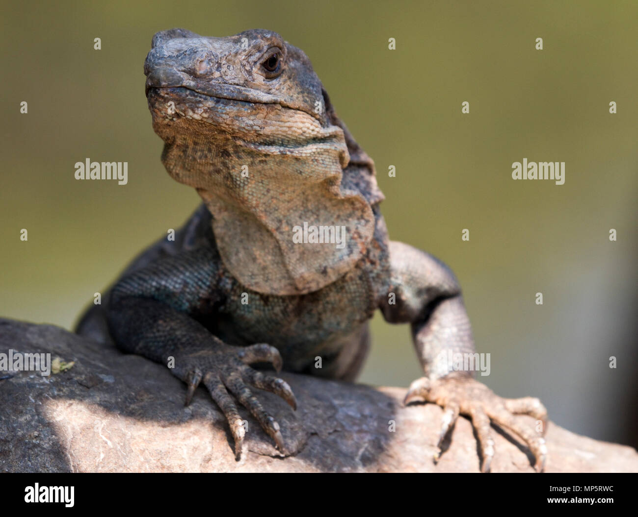 Leguan Eidechse auf einem Felsen Stockfoto