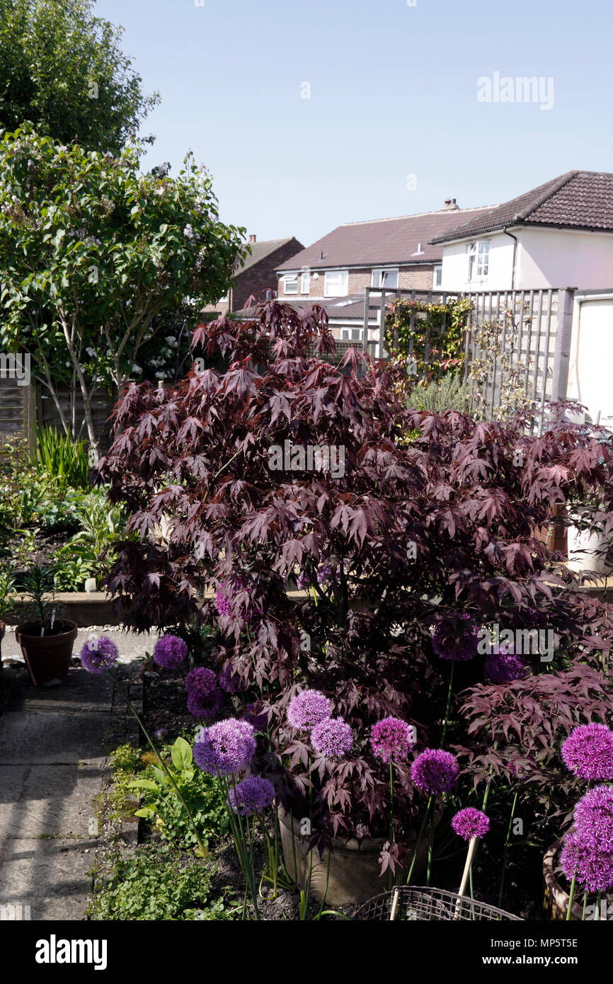 ACER PALMATUM ATROPURPUREUM. Japanischer Ahorn Stockfoto