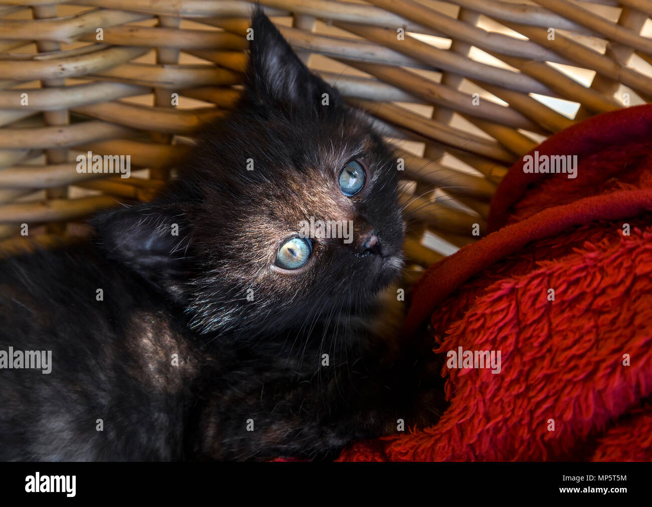 Grau gefleckte Kitty in einem Weidenkorb mit strahlend blauen Augen. Stockfoto