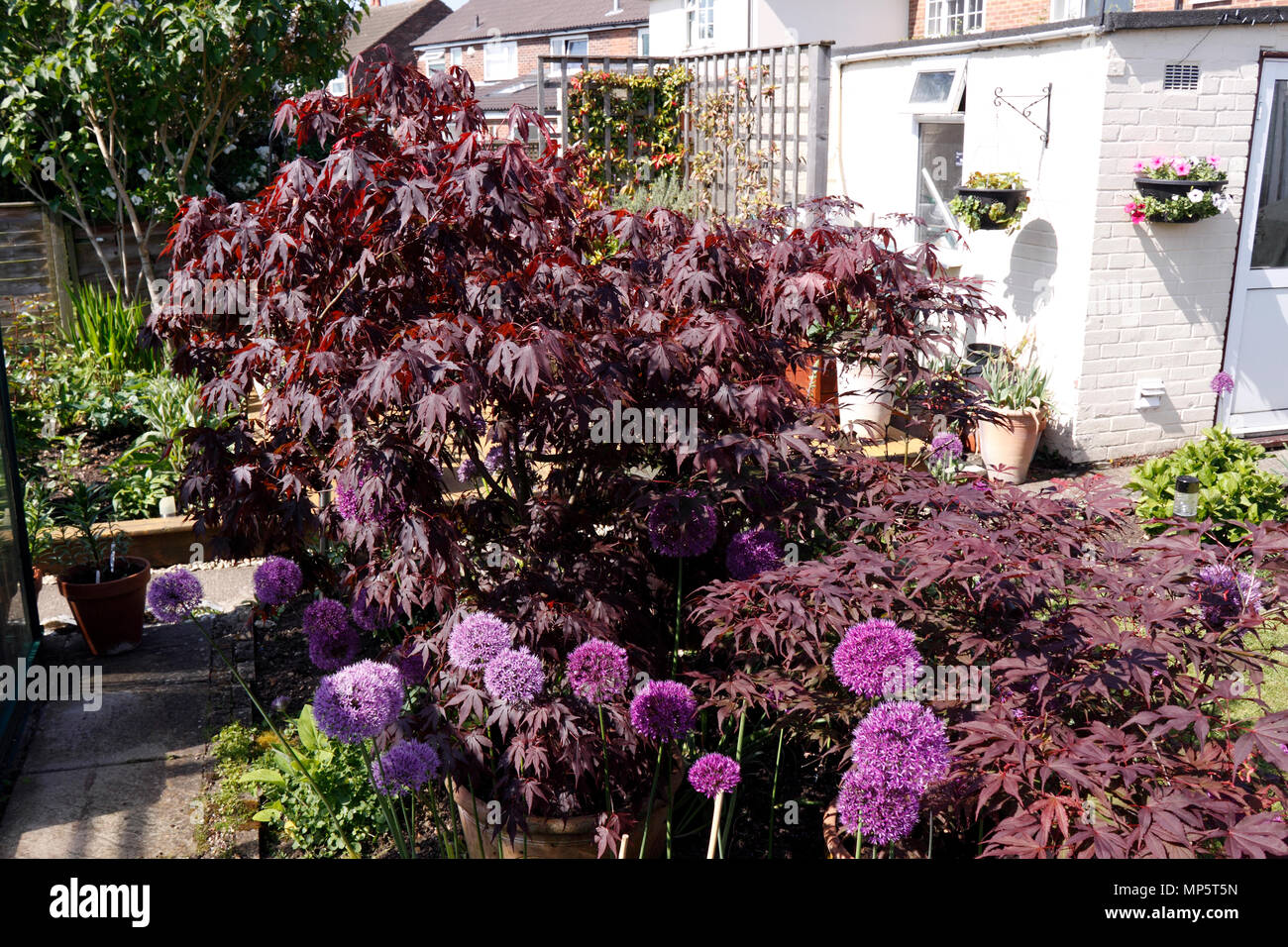 ACER PALMATUM ATROPURPUREUM. Japanischer Ahorn Stockfoto