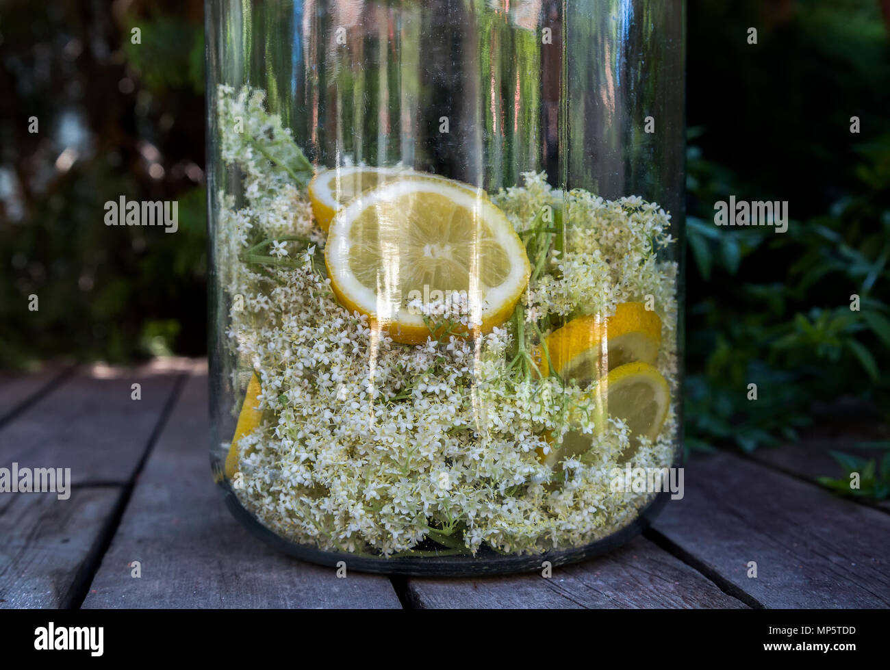 Elder Blumen und frischen Zitronenscheiben für Sirup im Becher. Stockfoto