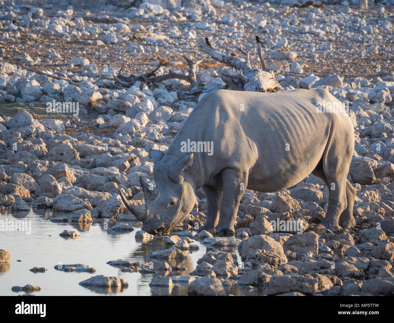Portrait von großen bedrohten Spitzmaulnashörner trinken aus Wasserloch im Etosha National Park, Namibia, Afrika Stockfoto