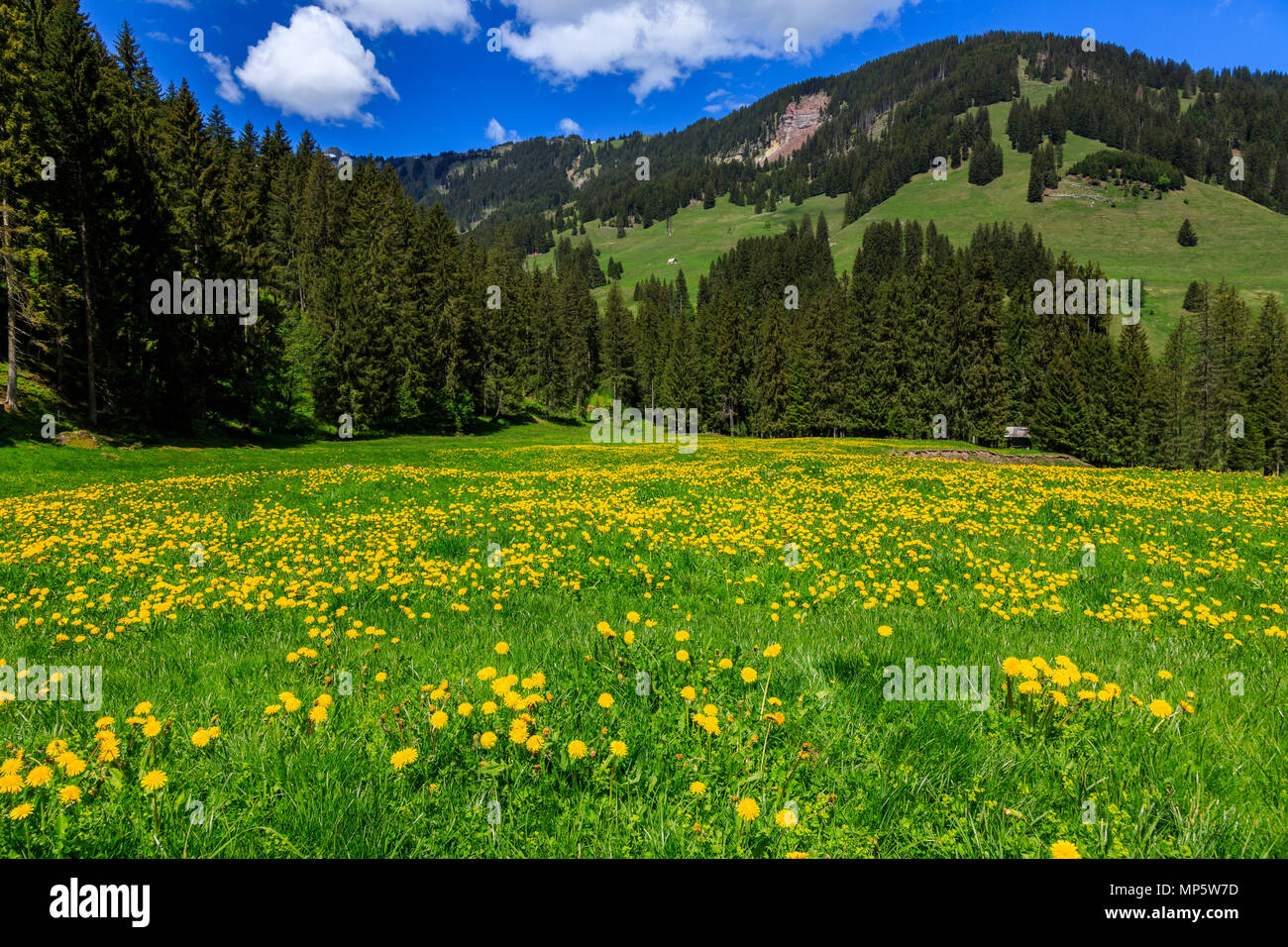 Sommer in den Alpen Stockfoto