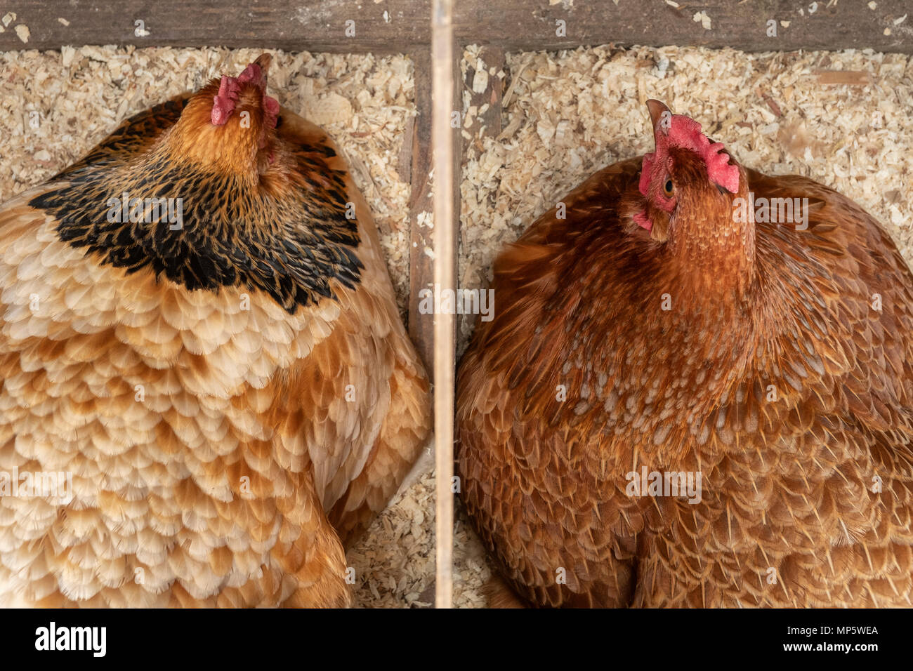 Zwei braune Free Range Hühner sitzen auf den Eiern. Stockfoto
