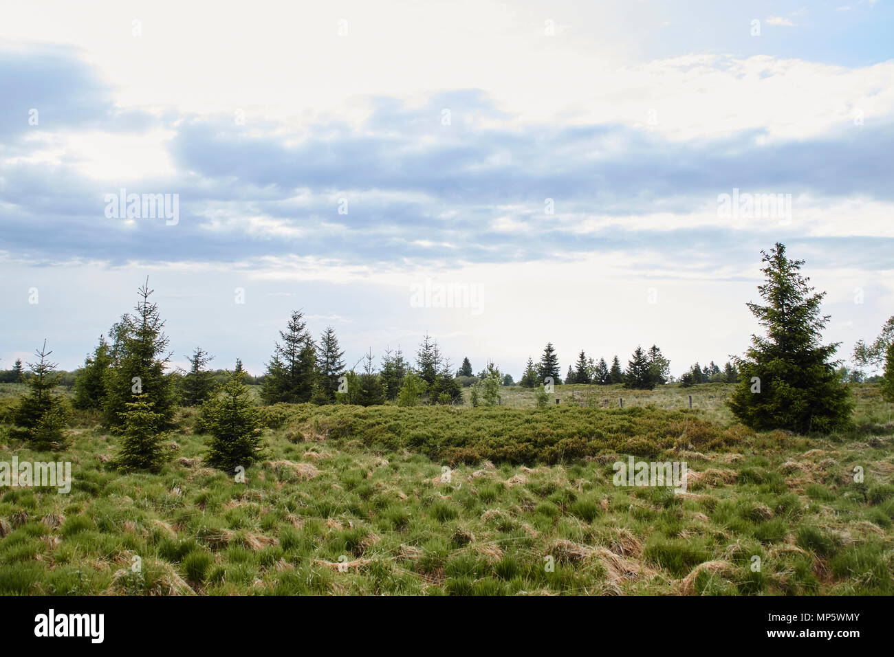 Naturpark Hohes Venn-Eifel Stockfoto