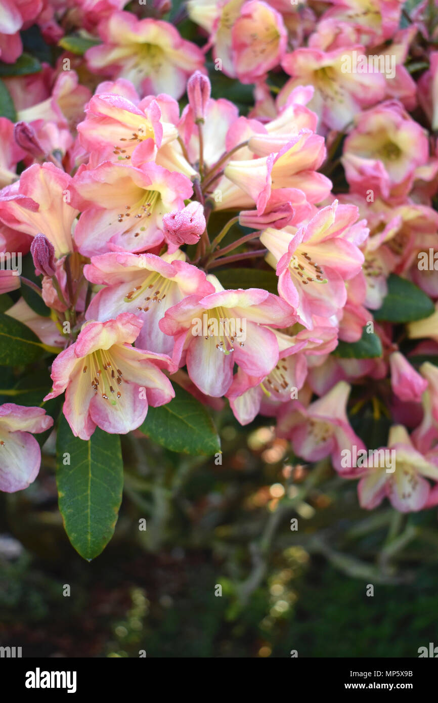 Rhododendron Stockfoto