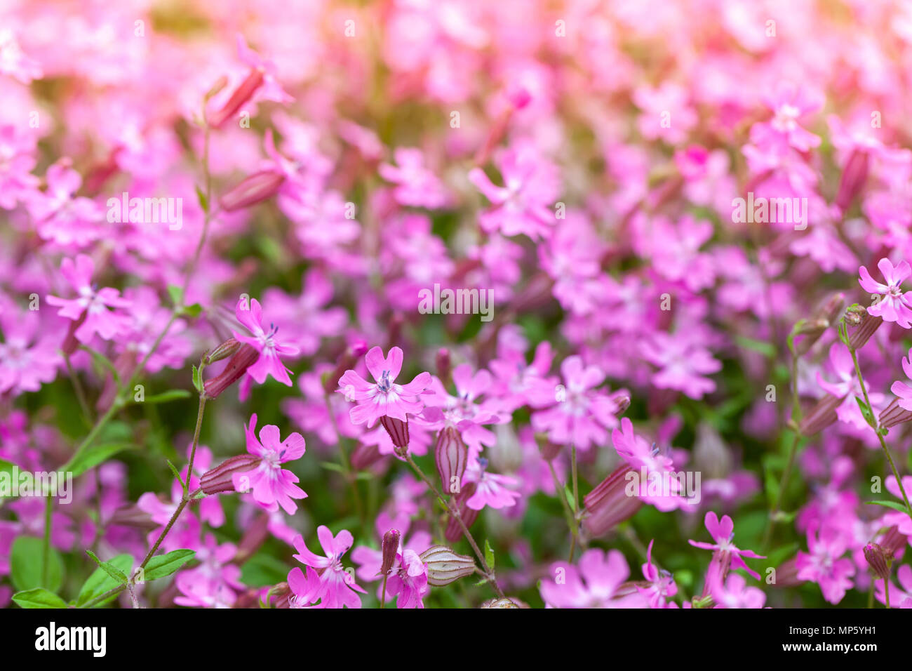 Hell-rosa Blüten im Frühling Garten. Nahaufnahme mit selektiven Fokus. Phlox subulata oder schleichende Phlox Stockfoto