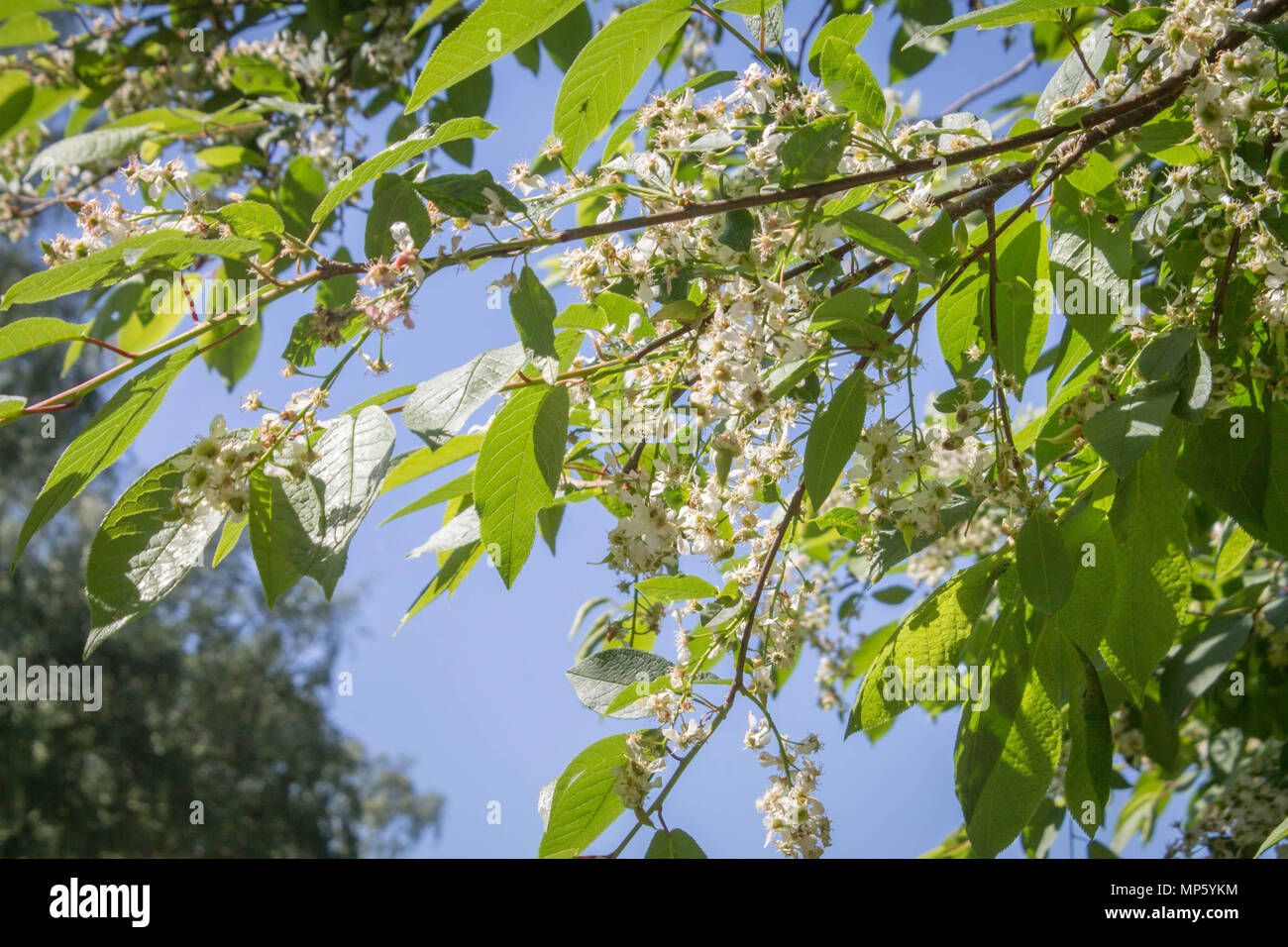 Vogel Kirschblüten im Park gegen den Himmel Stockfoto