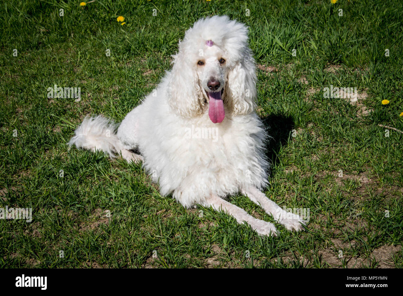 Weiß Royal Pudel Hund liegend auf dem grünen Rasen Stockfoto