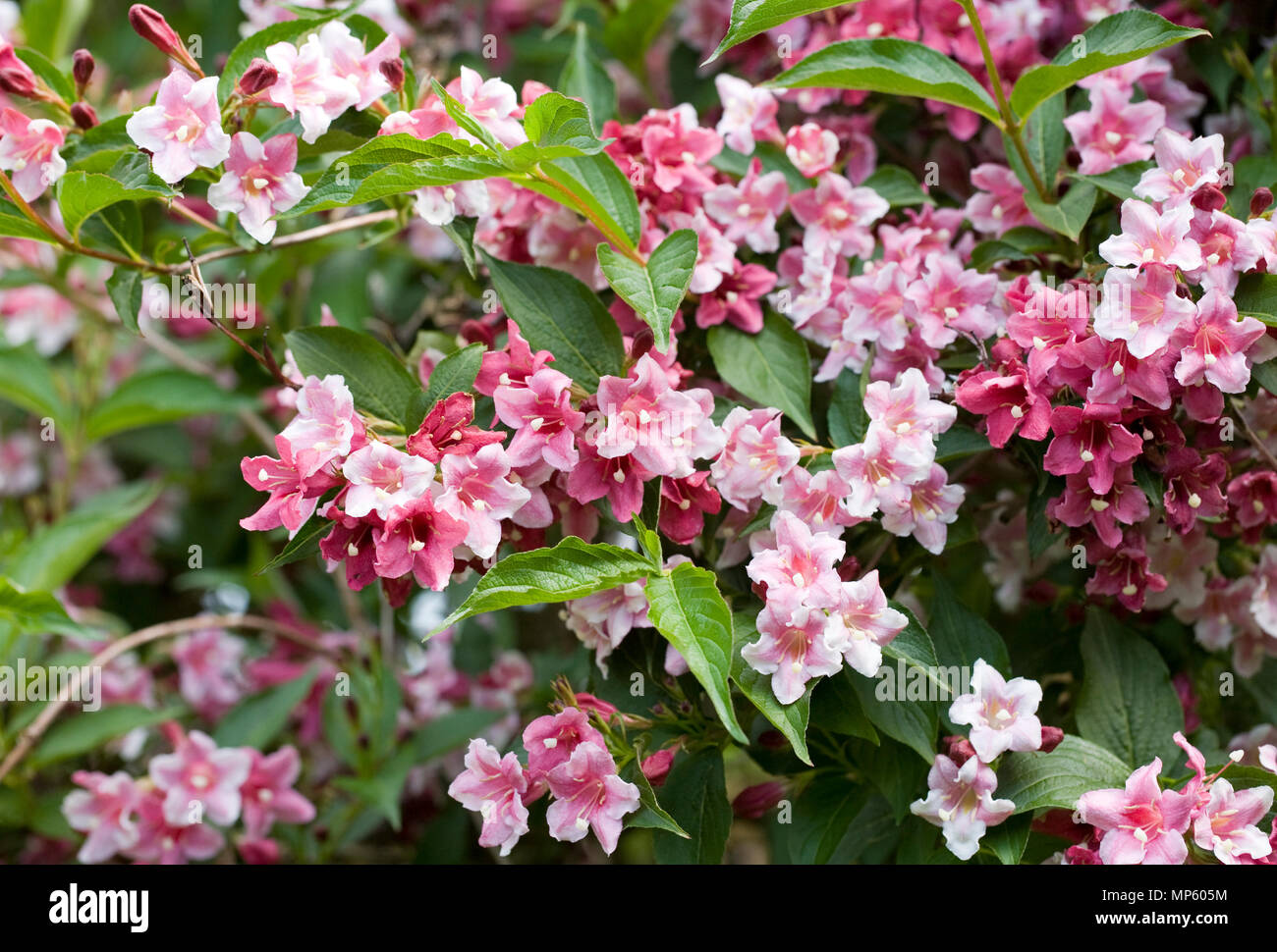 Weigela Florida in Blüte im Mai. Stockfoto