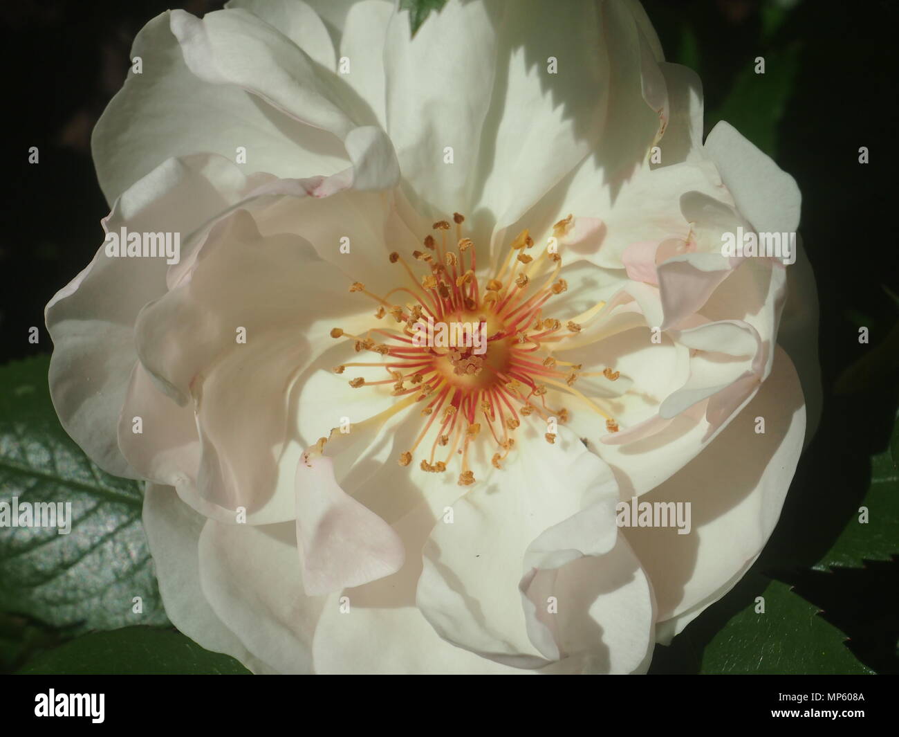 Weiße Rose im Sonnenschein, einzelne Blume Stockfoto