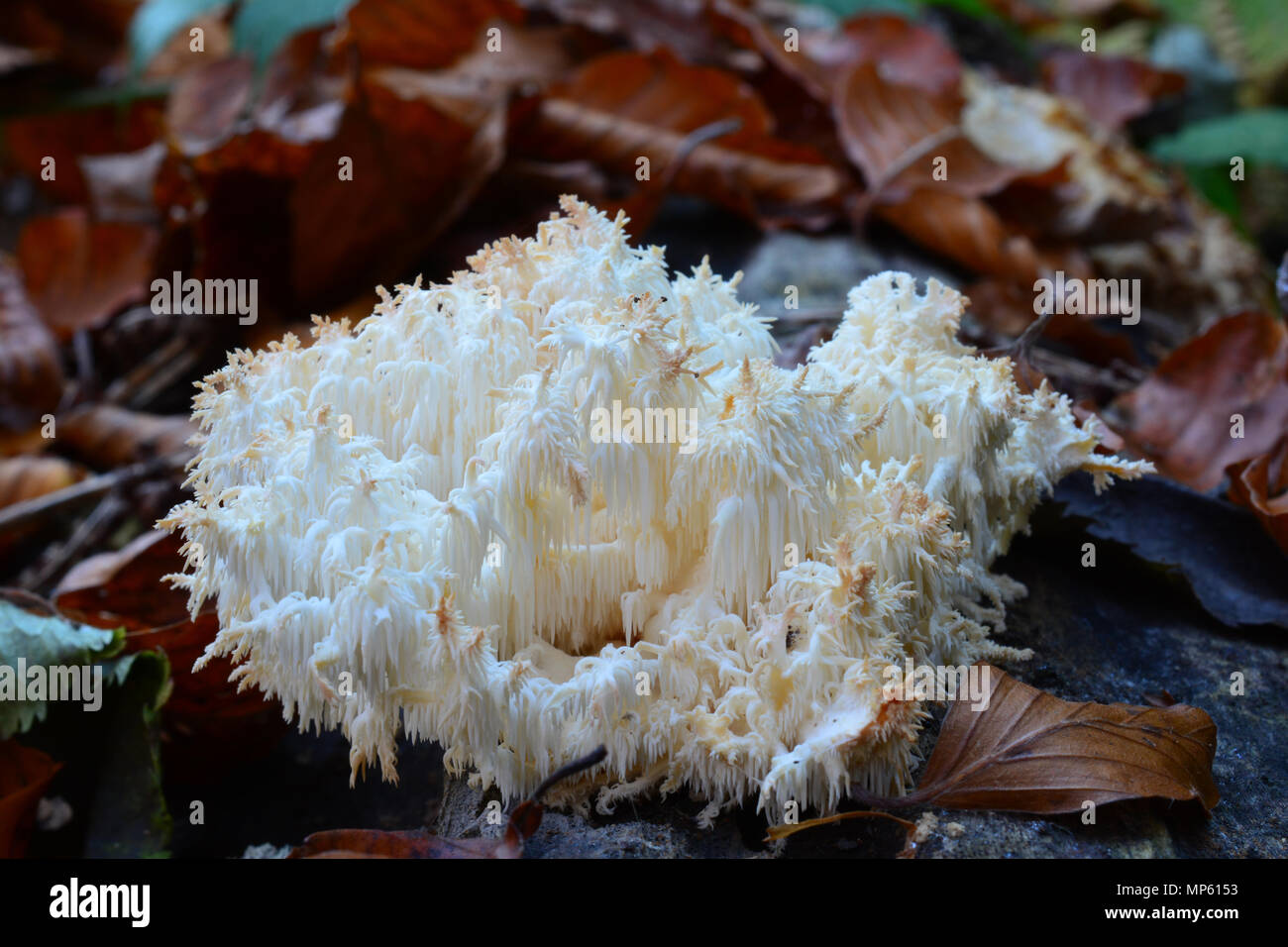 Hericium coralloides oder Ästiger Stachelbart Pilz im natürlichen Lebensraum, einem alten verrotteten Log in gemischten Bergwald Stockfoto