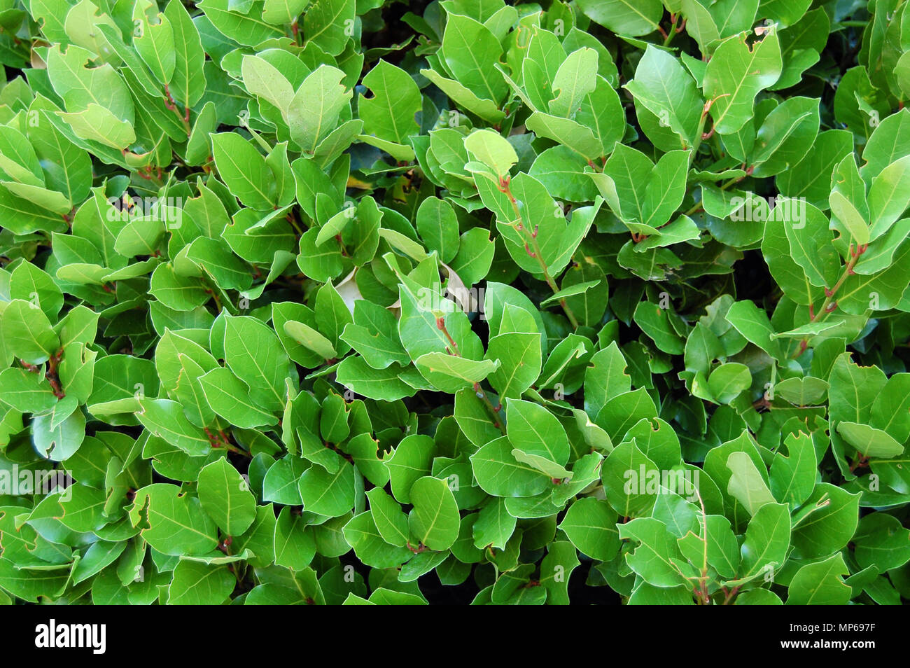 Lorbeerblätter, Hedge der grünen Lorbeer Büsche. Natur Textur, pflanzlichen Hintergrund Stockfoto