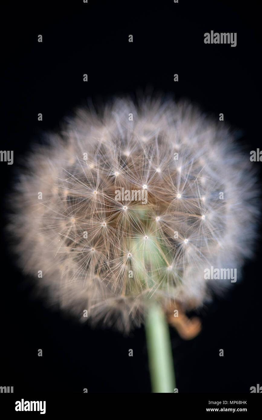 Löwenzahn: Taraxacum officinale. Saatgut Kopf. Die 'Uhr' Stockfoto