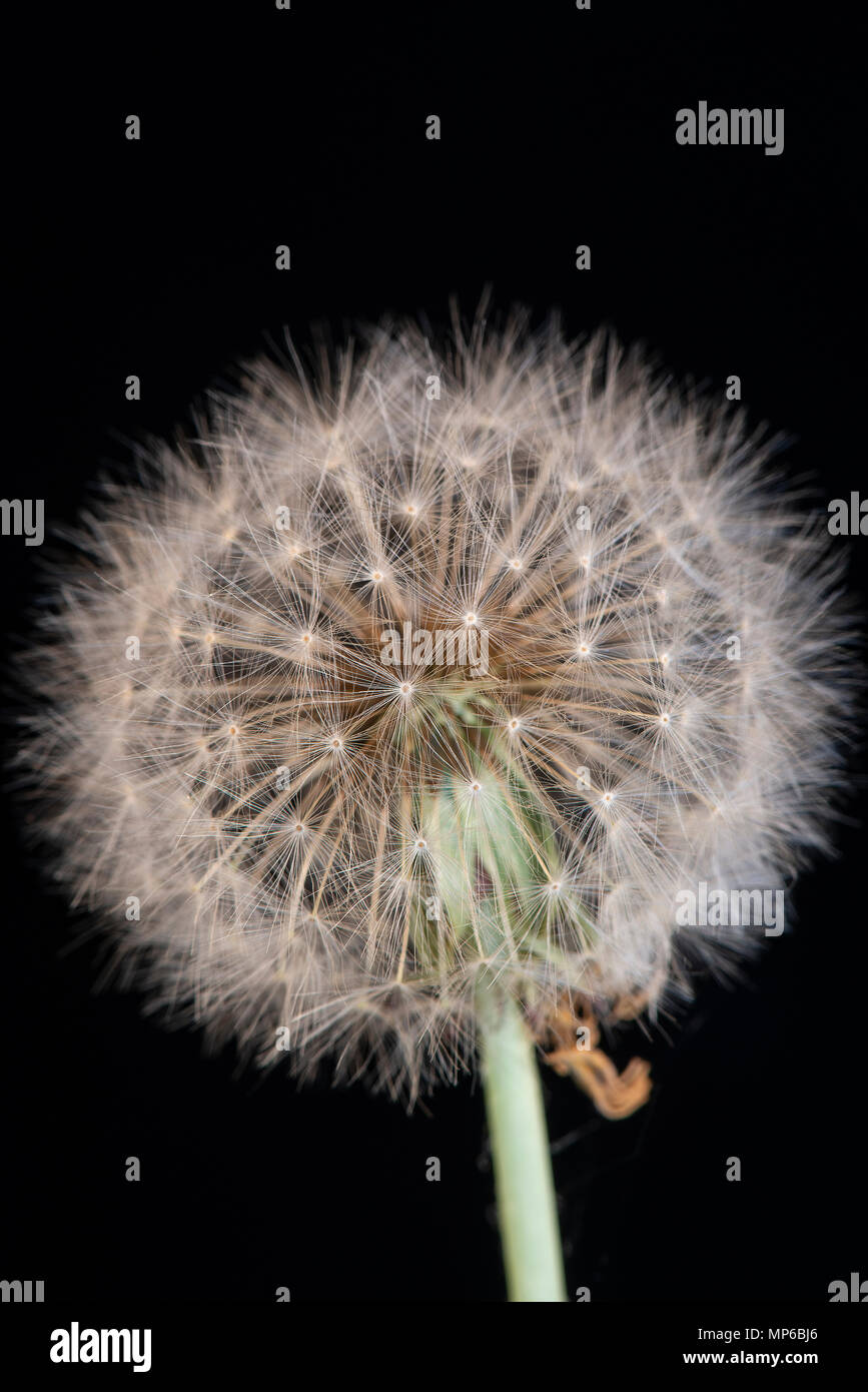 Löwenzahn: Taraxacum officinale. Saatgut Kopf. Die 'Uhr' Stockfoto