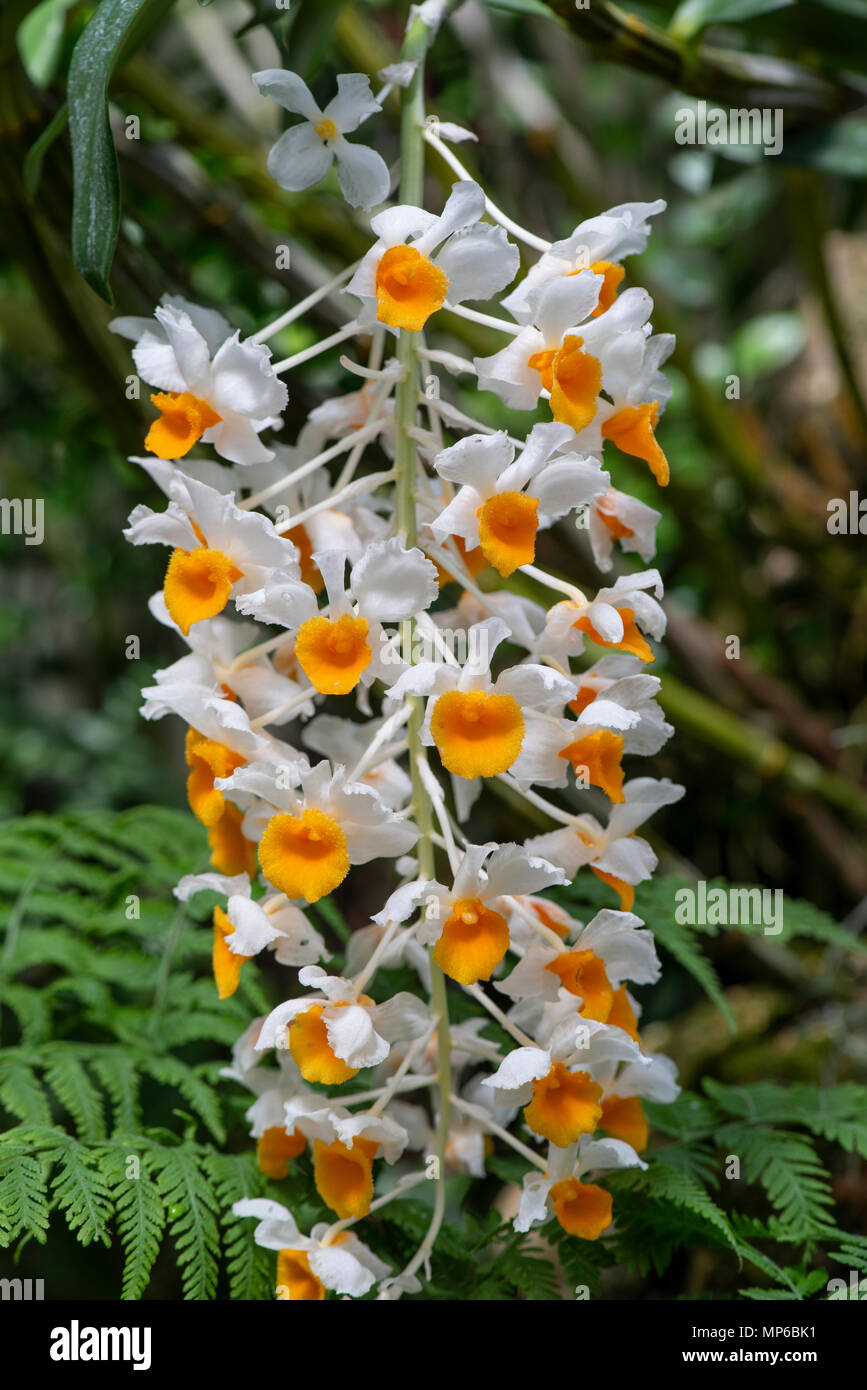 Orchidee: Dendrobium thyrsiflorum. Botanischer Garten, Surrey, Großbritannien Stockfoto