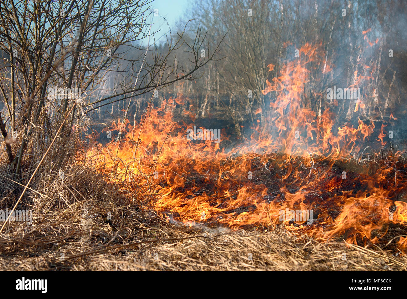 Prairie Fire. Trockenes Gras Flammen unter Büschen, Feuer in den Büschen. Brand in Strauch tötet viele kleine Tiere, vor allem Insekten. Klimawandel, ich Stockfoto