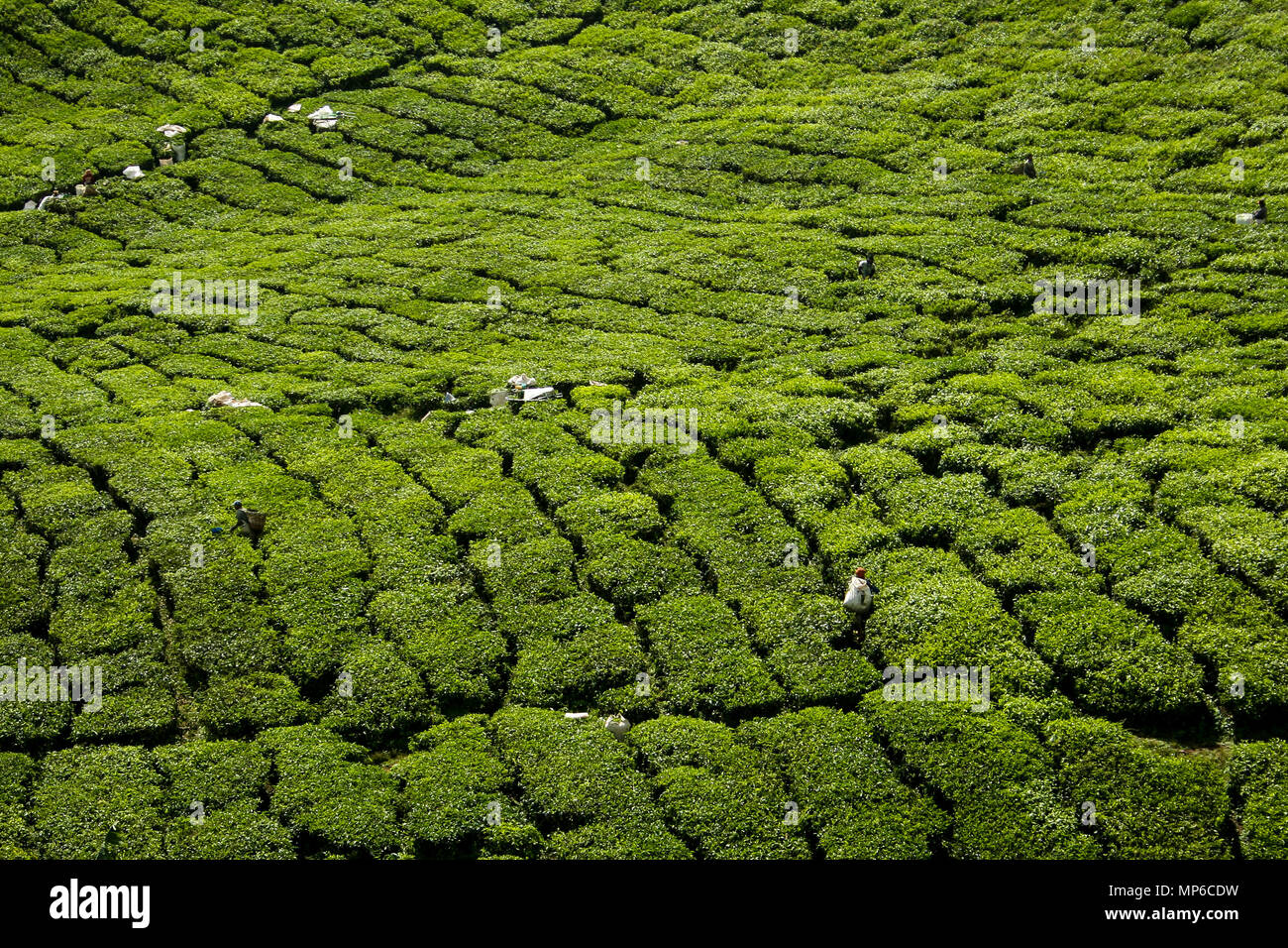 Eine malerische Teeplantagen in Sri Lanka, wo die Mitarbeiter sich für ein kleines Einkommen toil Stockfoto