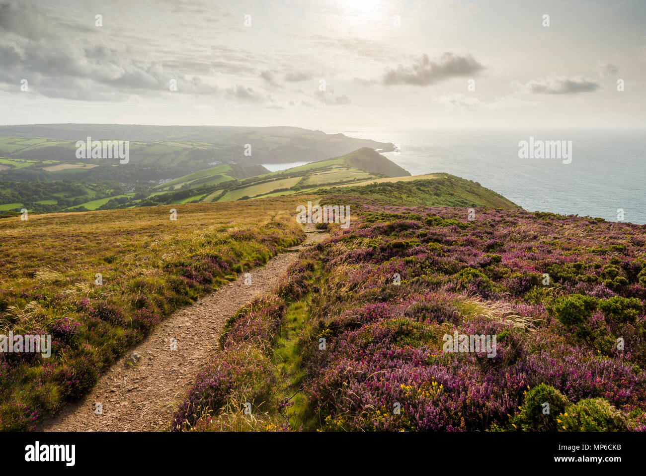 Blick auf den South West Coast Path von Great Hangman nach Combe Martin im Spätsommer im Exmoor National Park, North Devon. Stockfoto