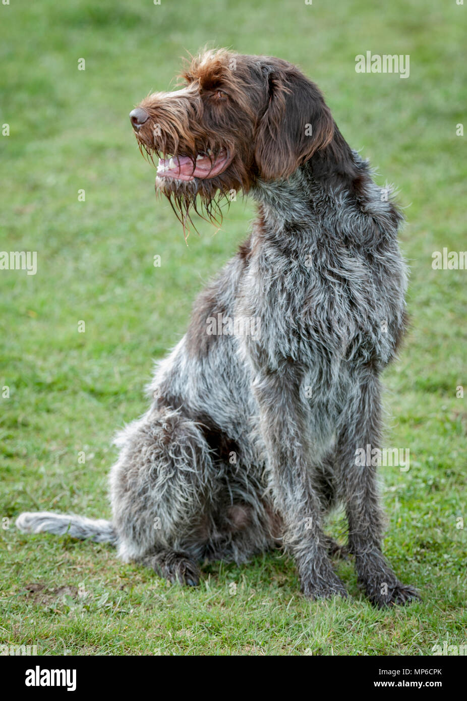 Korthals Griffon - Hund - ein Wirehaired Pointing und Jagdhund ein beliebter Hund als gundog in Europa Stockfoto