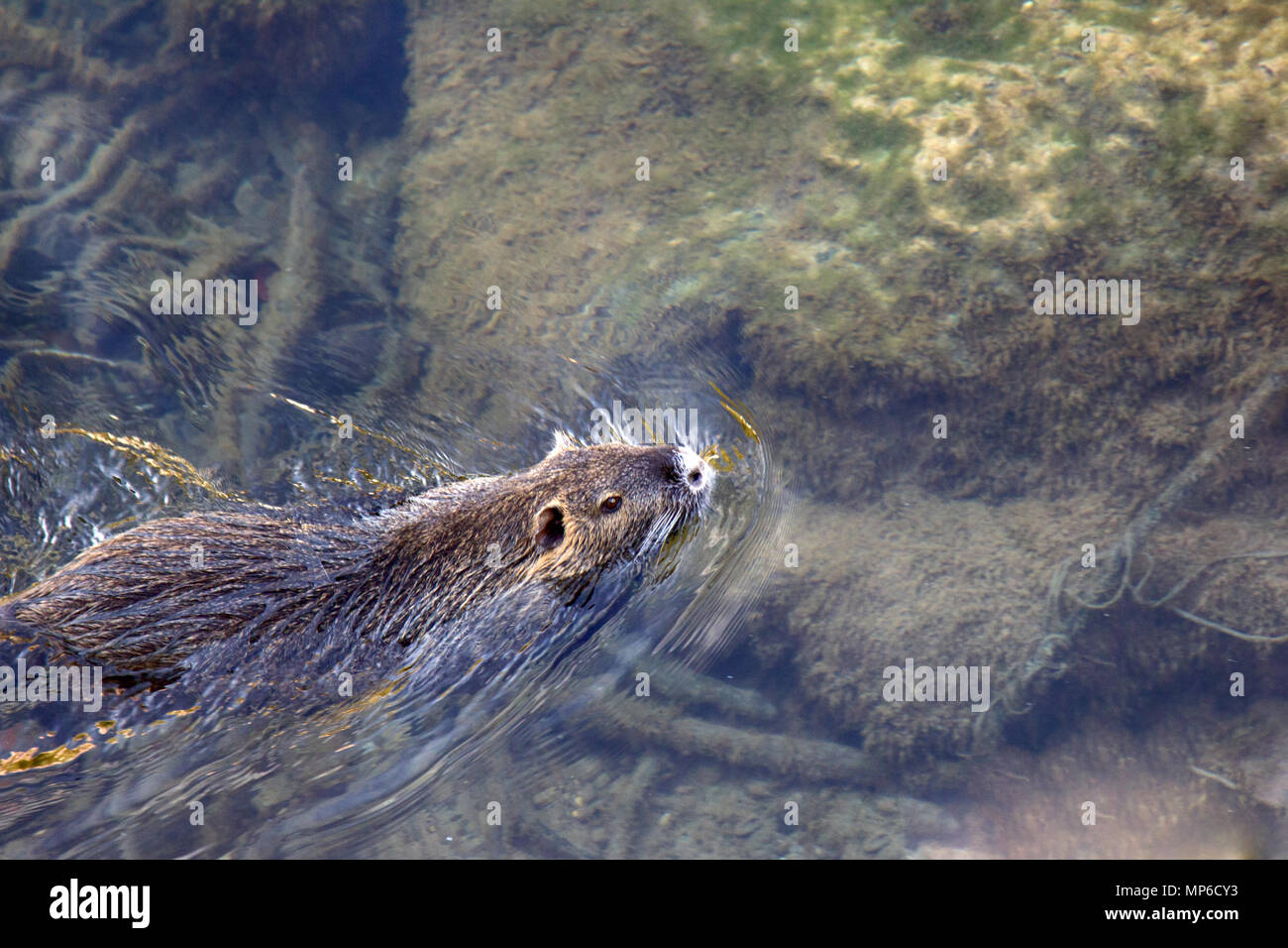 Schwimmendes Nutria. Bewohner von Stauseen mit langsamen Aktuelle, aquatische Säugetiere. Frankreich Stockfoto