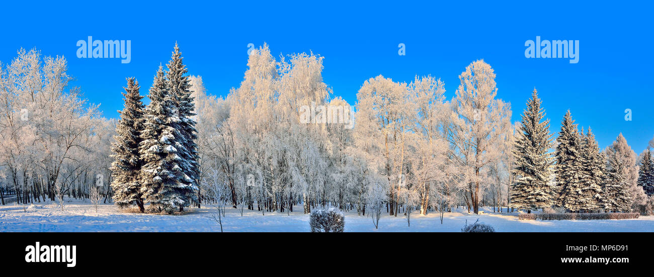 Schönheit der winterlichen Landschaft in Snowy Park am sonnigen Tag - Panorama. Wunderland mit weißen Schnee und Raureif bedeckt Birken und Tannen im Sonnenlicht - Stockfoto