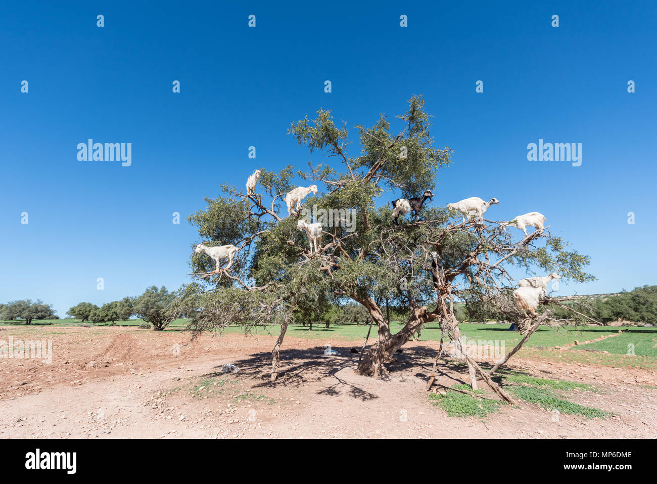 Marokkanischen Ziegen in der arganbaum (Argania spinosa) essen Argan Muttern Stockfoto