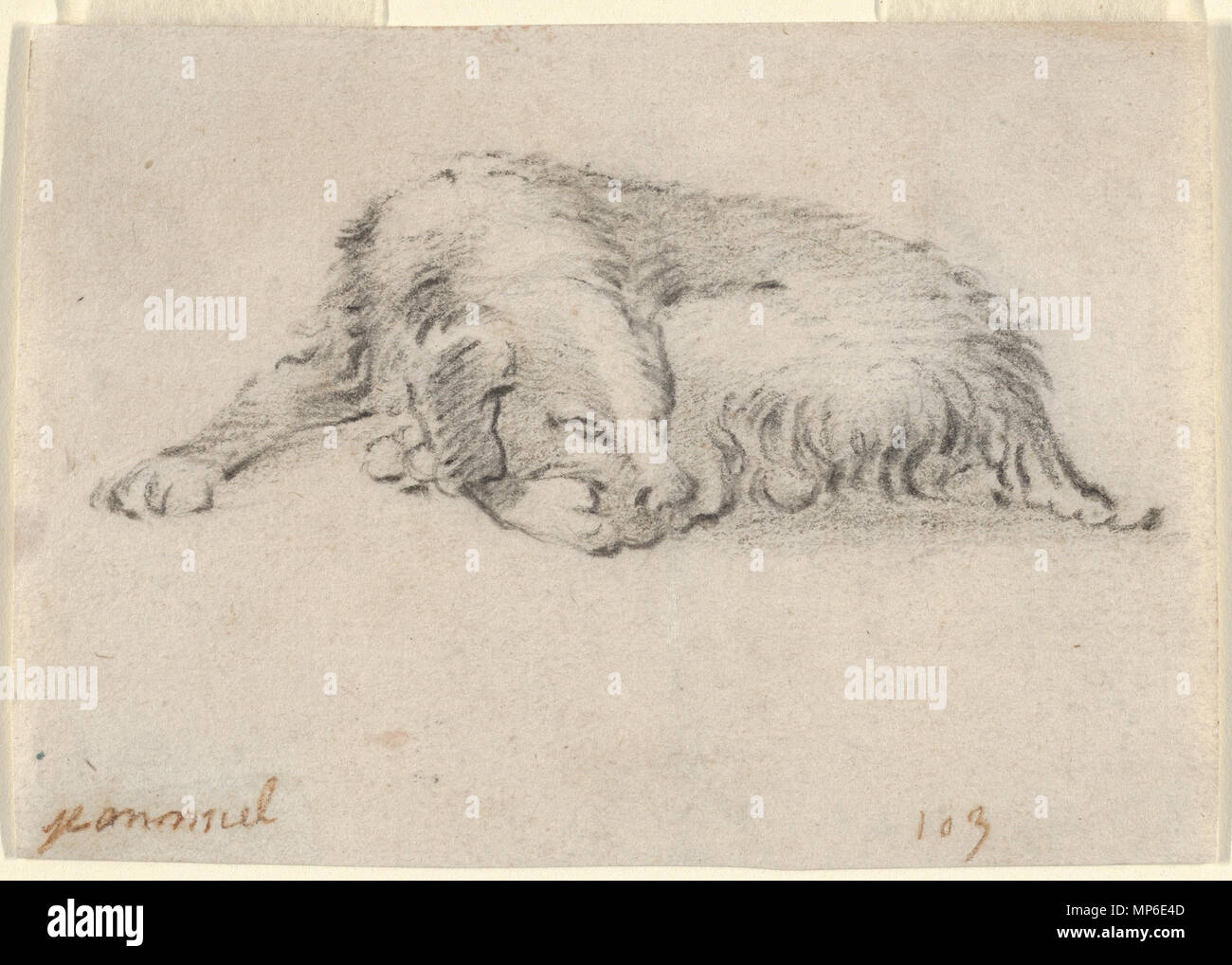 Jan Miel (Flämisch, Beveren 1599 - 1664 Turin) Studie eines schlafenden Hund, Mitte des 17. Jahrhunderts Flämische, Schwarze Kreide; Blatt: 2 13/16 x 4 in. (7,1 × 10,1 cm) das Metropolitan Museum of Art, New York, Geschenk von Paul Jeromack, zu Ehren von Robert Tuggle, 2013 (2013.997.2) http://www.metmuseum.org/Collections/search-the-collections/626175 Englisch: Studie eines schlafenden Hund zwischen 1610 und 1650. 699 Jan Miel - Studie eines schlafenden Hund Stockfoto