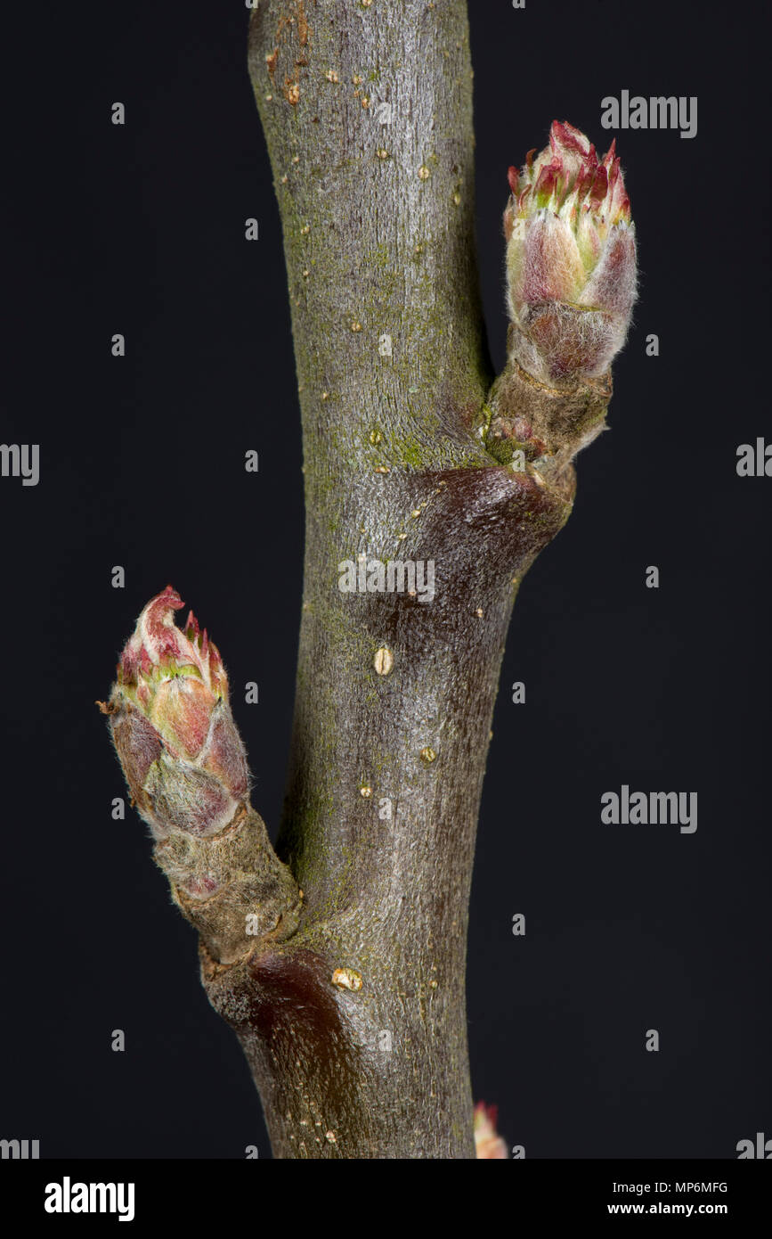 Enge Blatt und Blüte Knospe auf einem Apple twig im späten Winter Anfang zu schwellen und beginnt zu öffnen Stockfoto