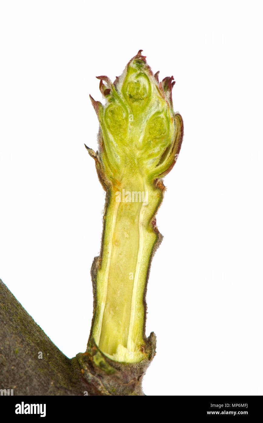 Schnitt durch ein Blatt und Blüte Knospe eines Apple twig im späten Winter Schwellungen und beginnt zu öffnen Stockfoto