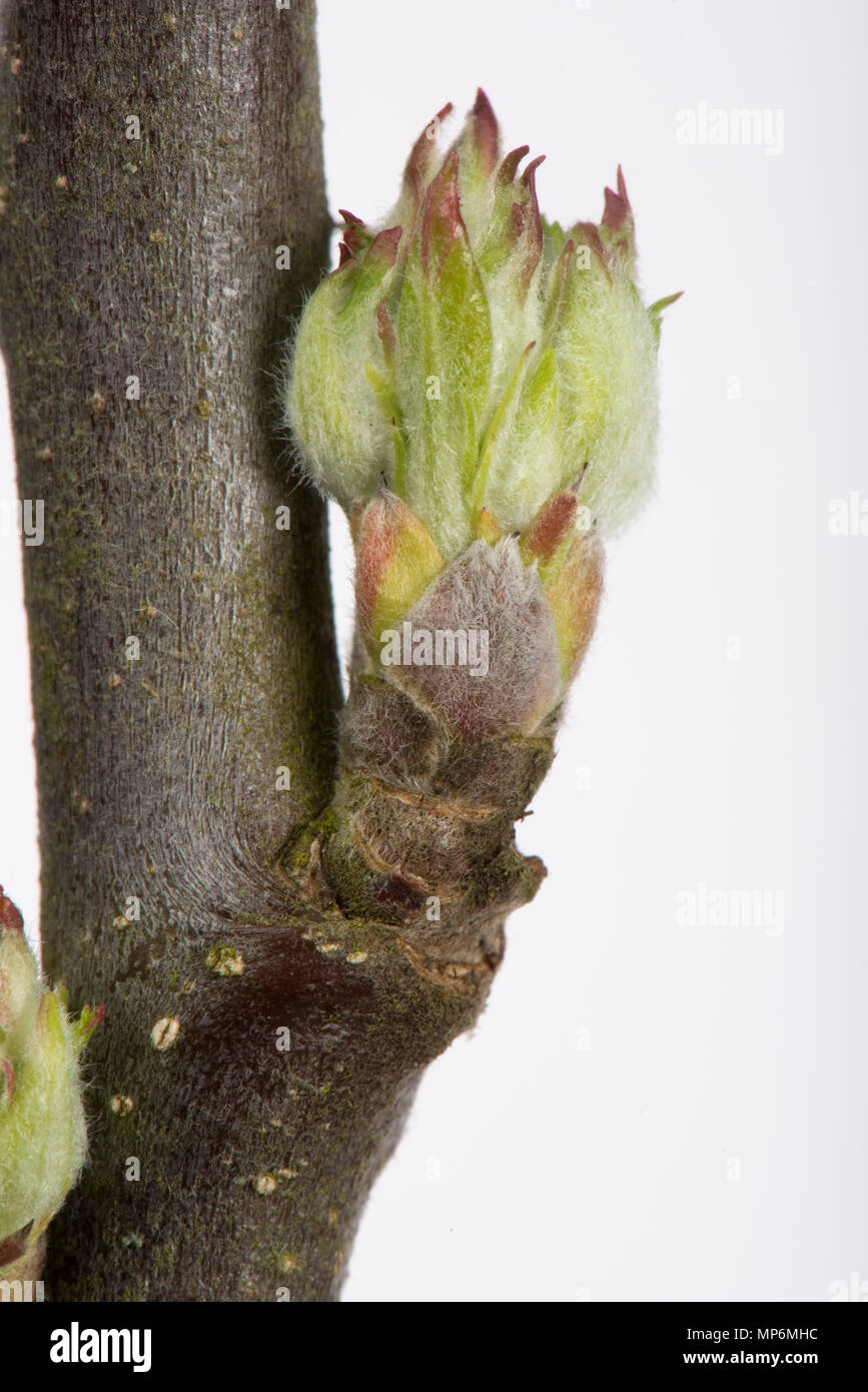 Blatt und Blüte Knospe eine Apple Zweig, Schwellungen und starten im Frühjahr zu öffnen. Stockfoto