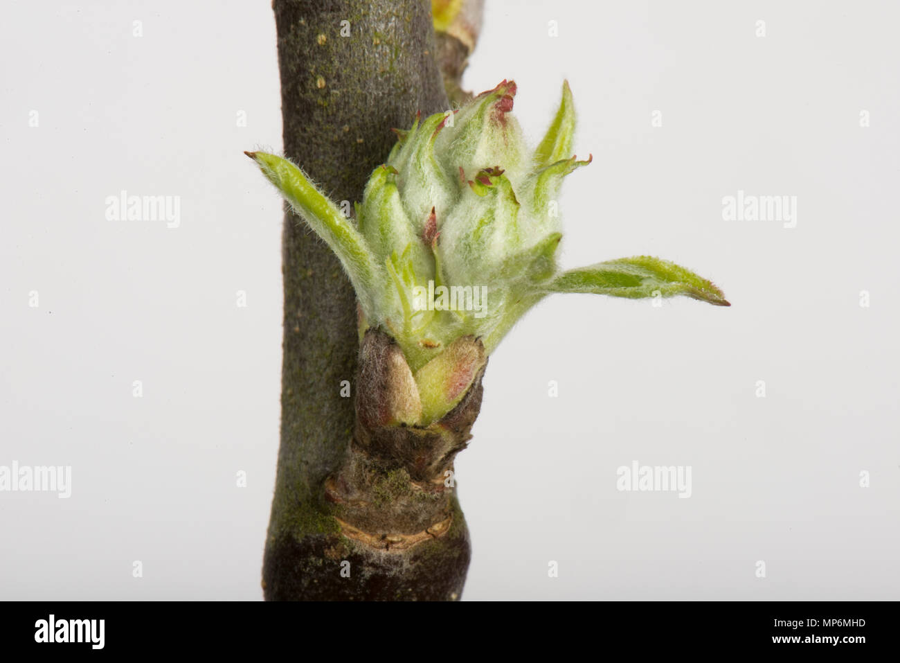Blatt und Blüte Knospe eine Apple Zweig, Schwellungen und starten im Frühjahr zu öffnen. Stockfoto