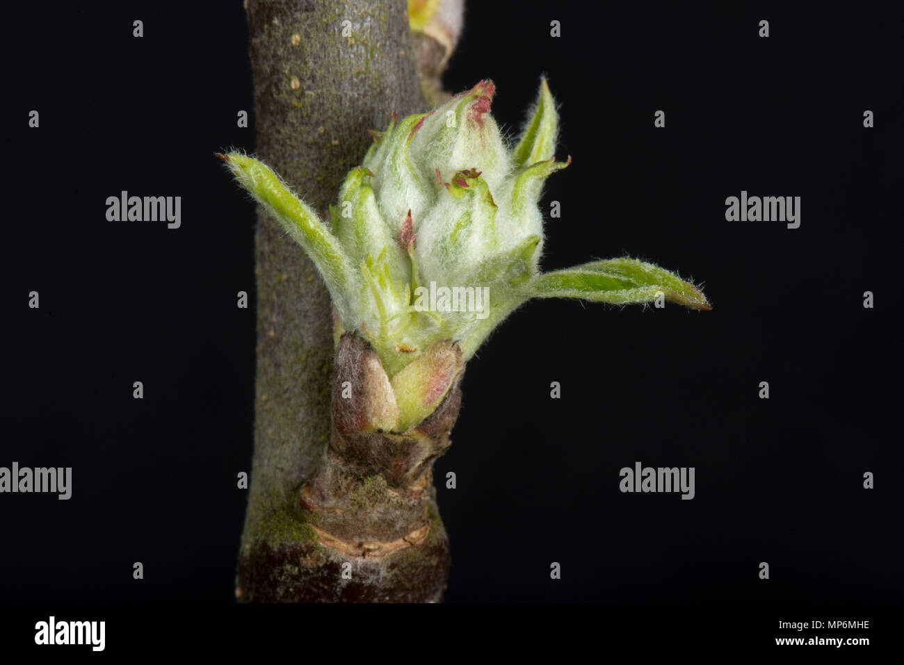 Blatt und Blüte Knospe eine Apple Zweig, Schwellungen und starten im Frühjahr zu öffnen. Stockfoto