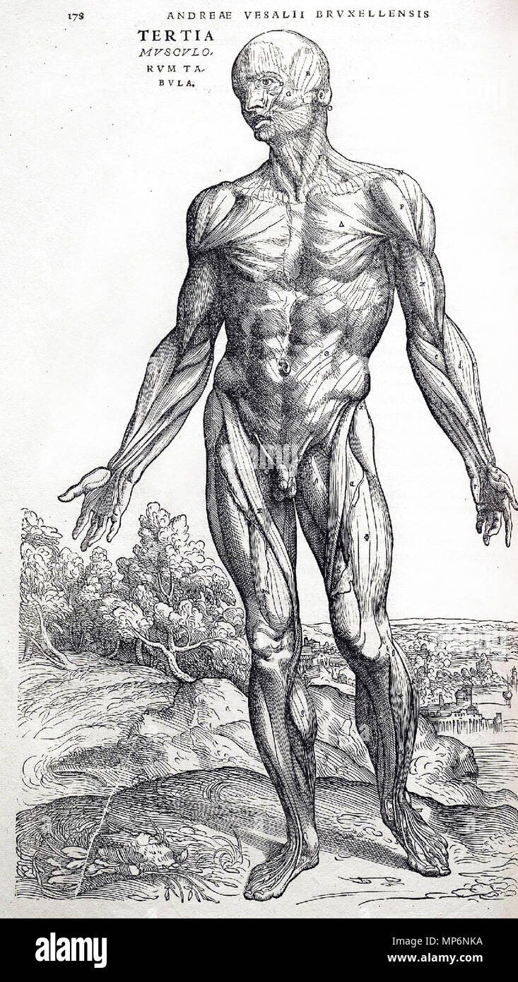 . 1231 Vesalius Fabrica p 178 Stockfoto