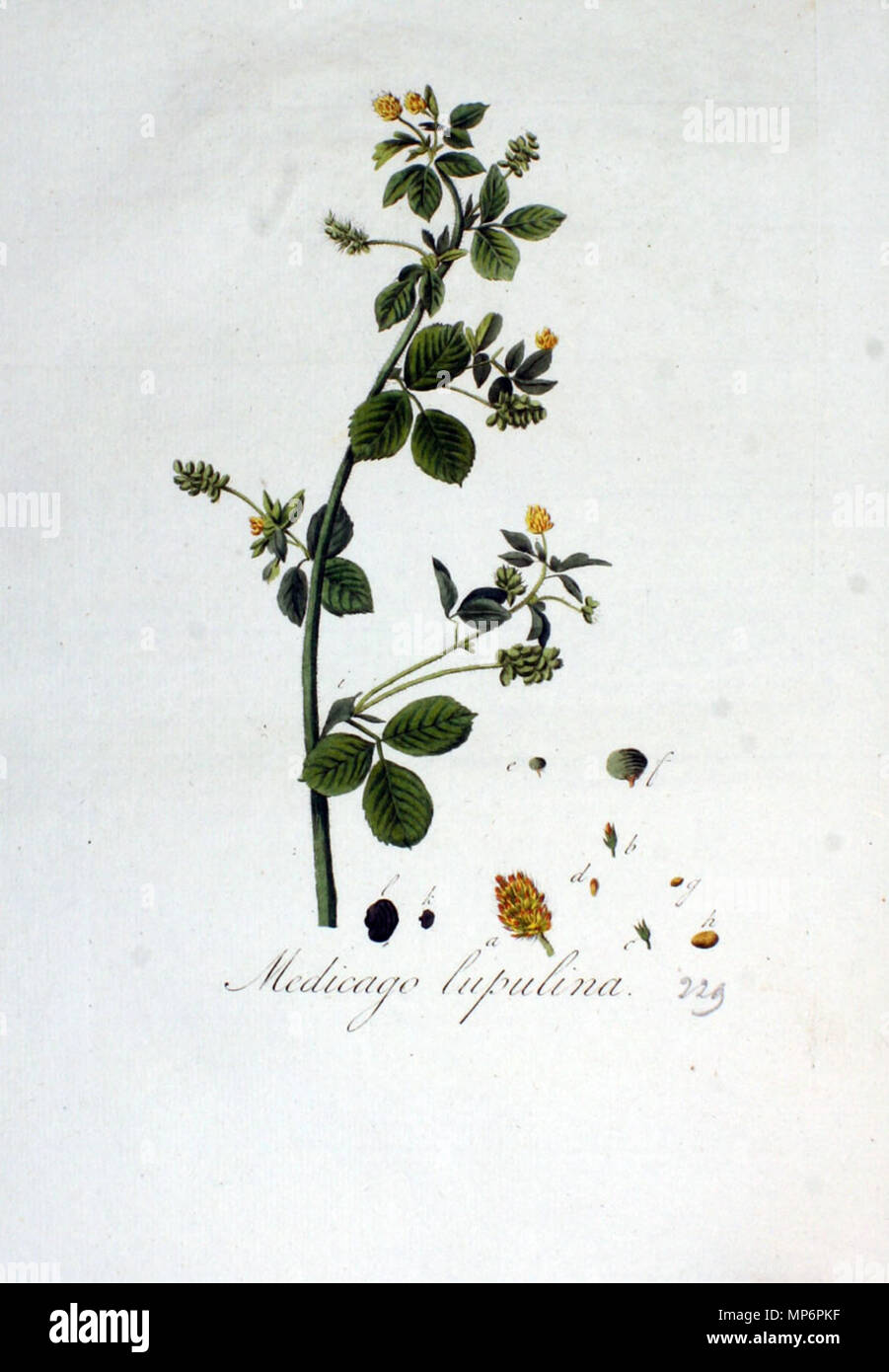 879 Medicago lupulina - Flora Batava. Band 3 (1814) Stockfoto