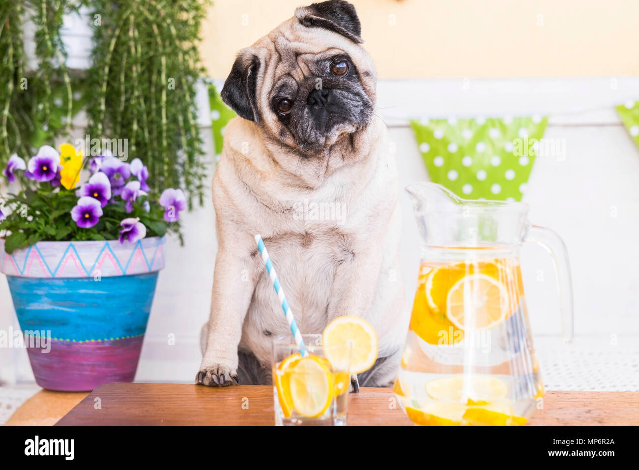 Tier Hund Mops vor eine gesunde Limonade machen Ernährung und Gewicht  verloren. Ausdruck mit Zweifeln über das Essen. outdoor Szene  Stockfotografie - Alamy