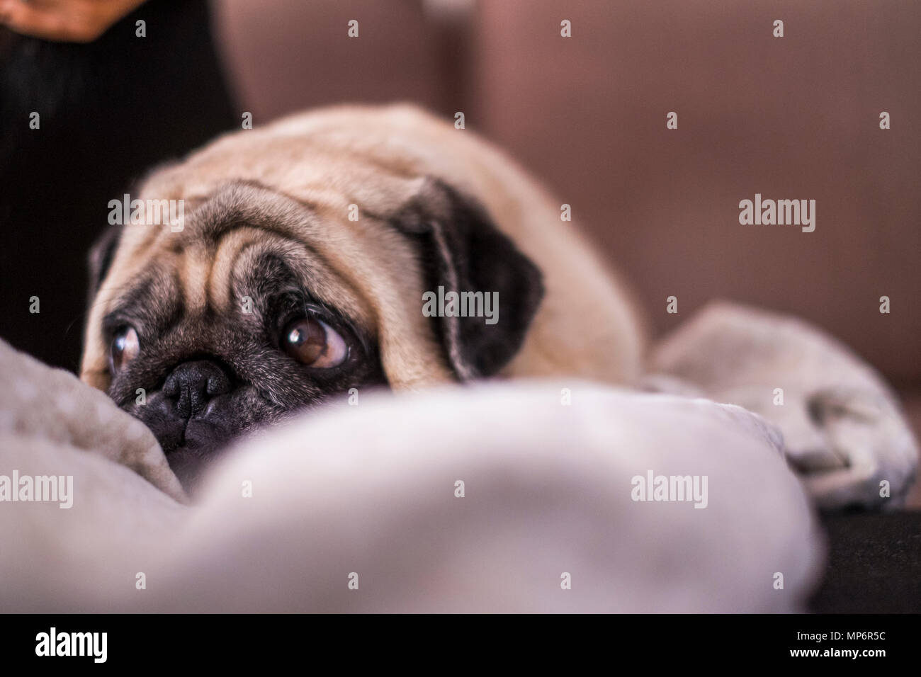 Mops Hund Spaß spielen unter der Decke. Liegen auf einem braunen Couch, schauen Sie mit zarten Augen in einer weißen Decke gewickelt. Stockfoto