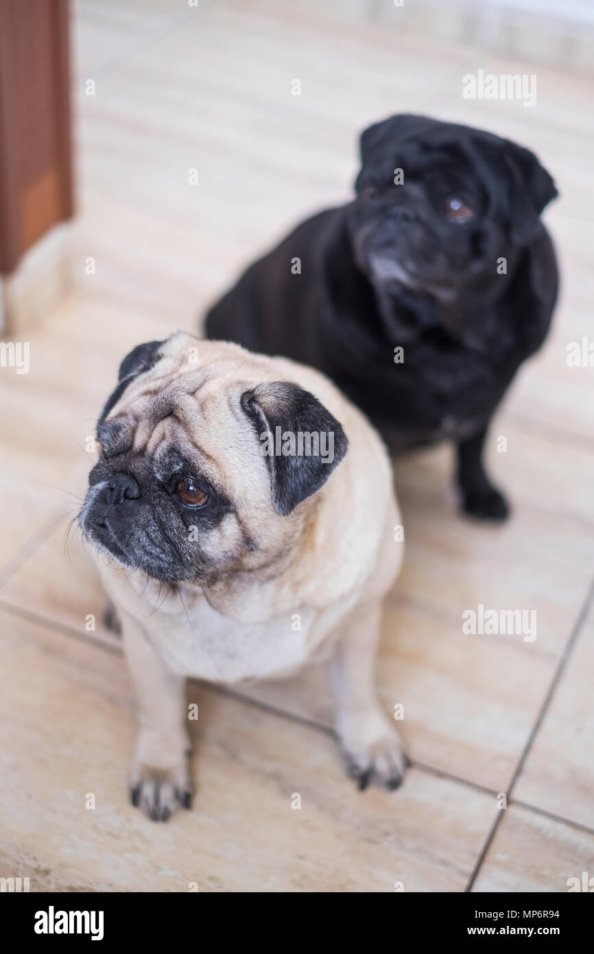 Mops Hund Spaß spielen unter der Decke. Liegen auf einem braunen Couch, schauen Sie mit zarten Augen in einer weißen Decke gewickelt. Stockfoto