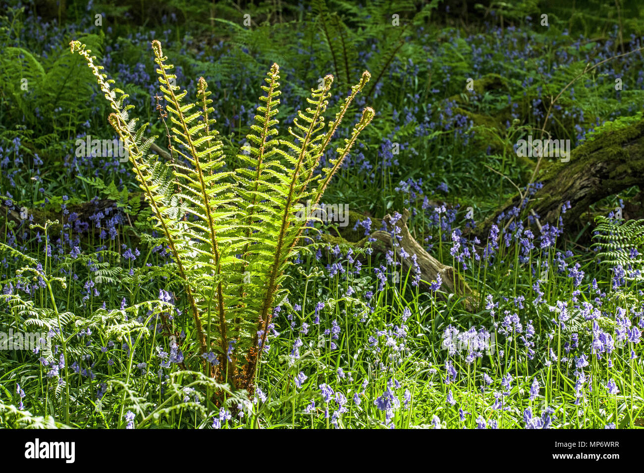 Frühling Farn in Lady Holz, Lake District, Cumbria im Frühjahr wachsen Stockfoto